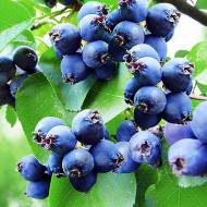 Саджанець Ірга канадська Smokey в контейнері